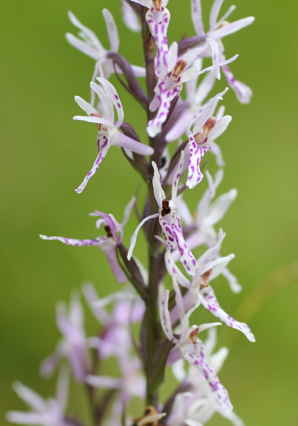 white purple orchis preview