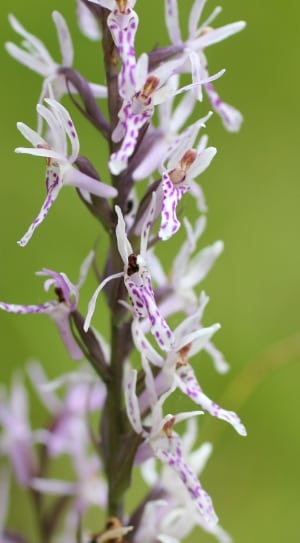 white purple orchis thumbnail