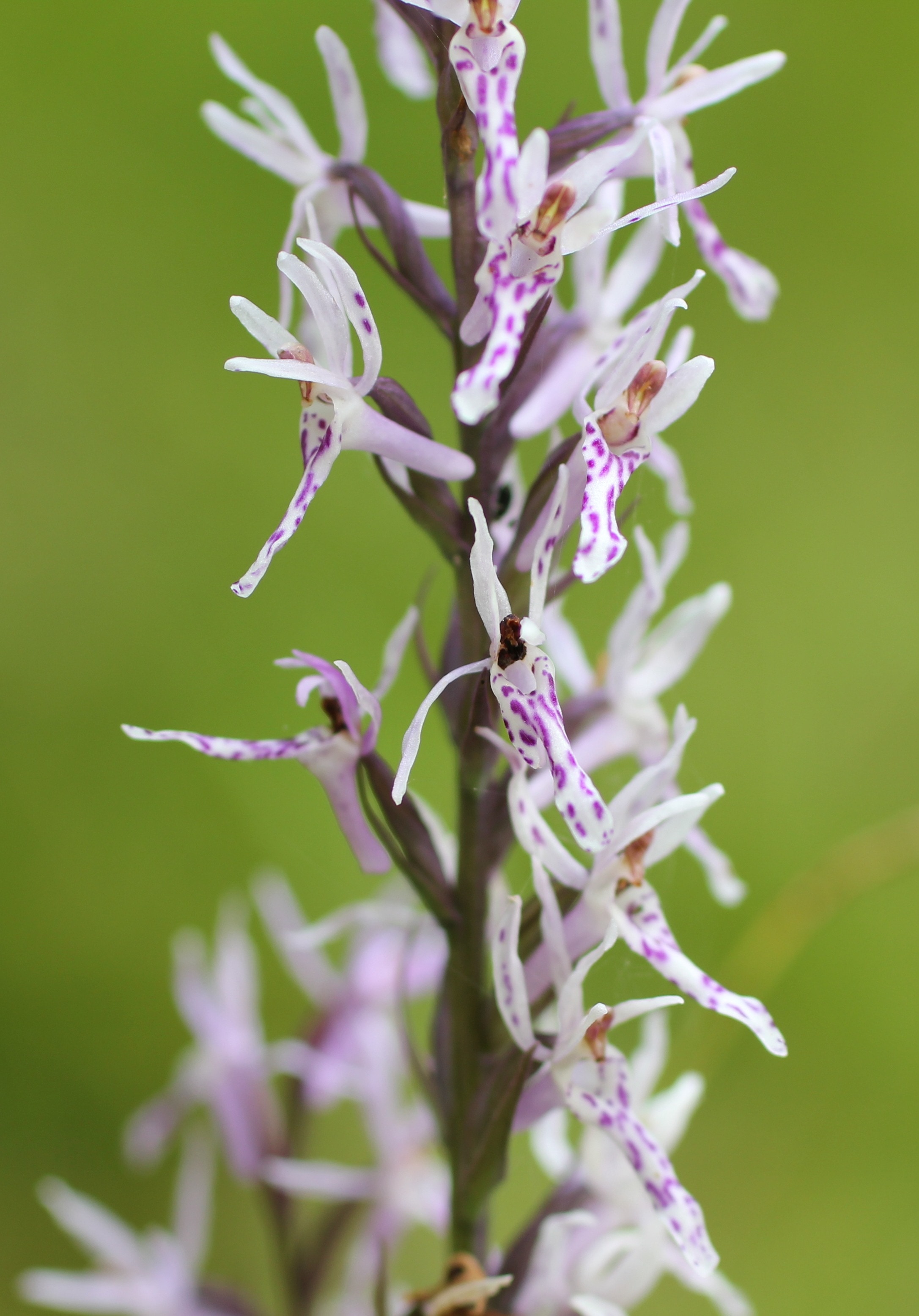white purple orchis