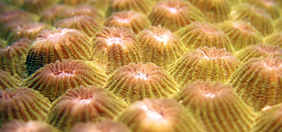brown and yellow plant preview