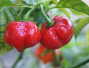 red fruits thumbnail