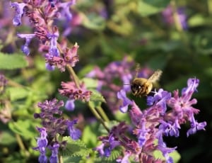 yellow and black bee and purple flowers thumbnail