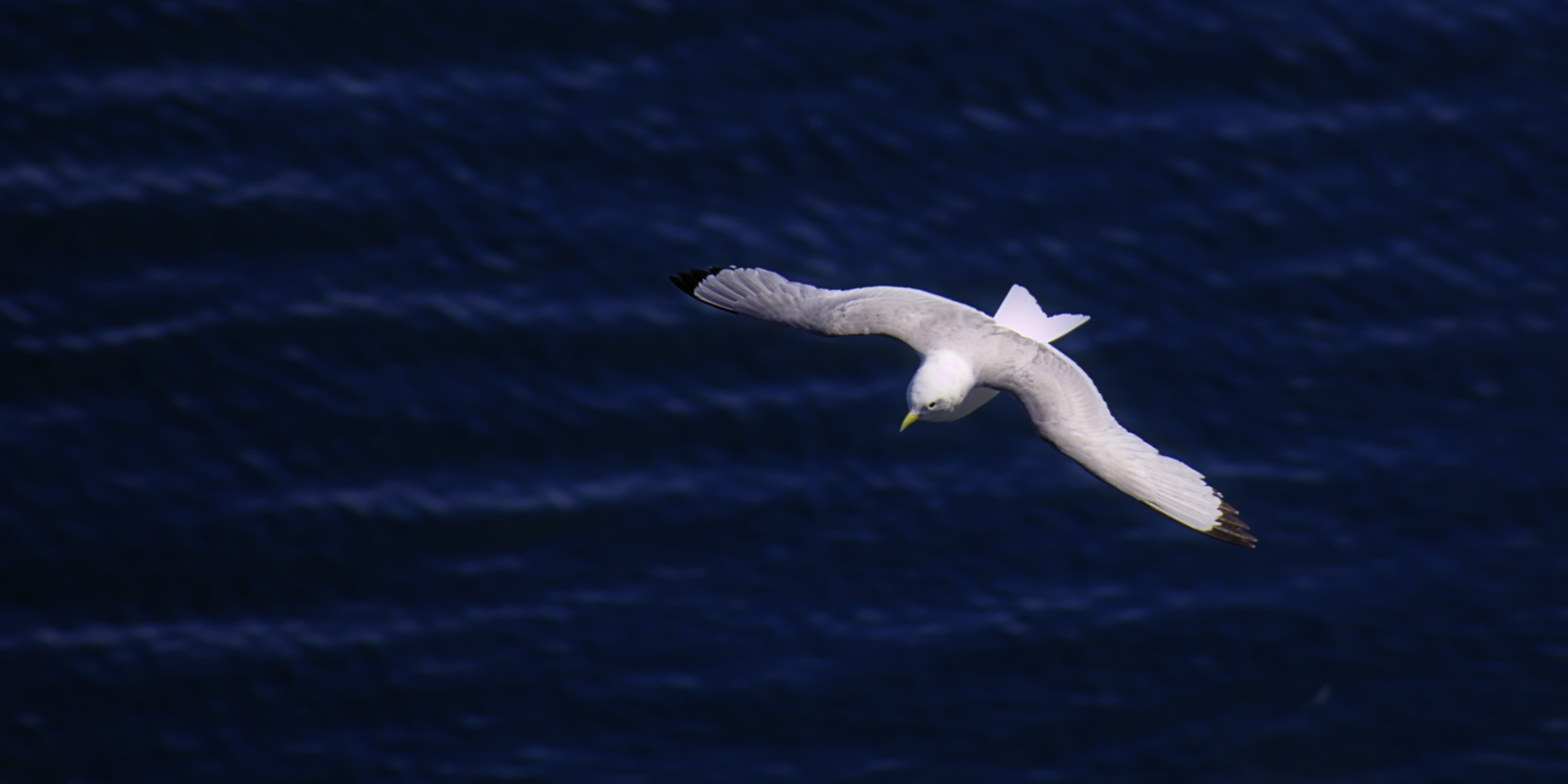 seagull bird