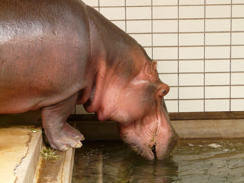 pink hippopotamus preview