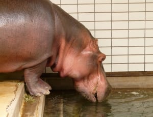 pink hippopotamus thumbnail