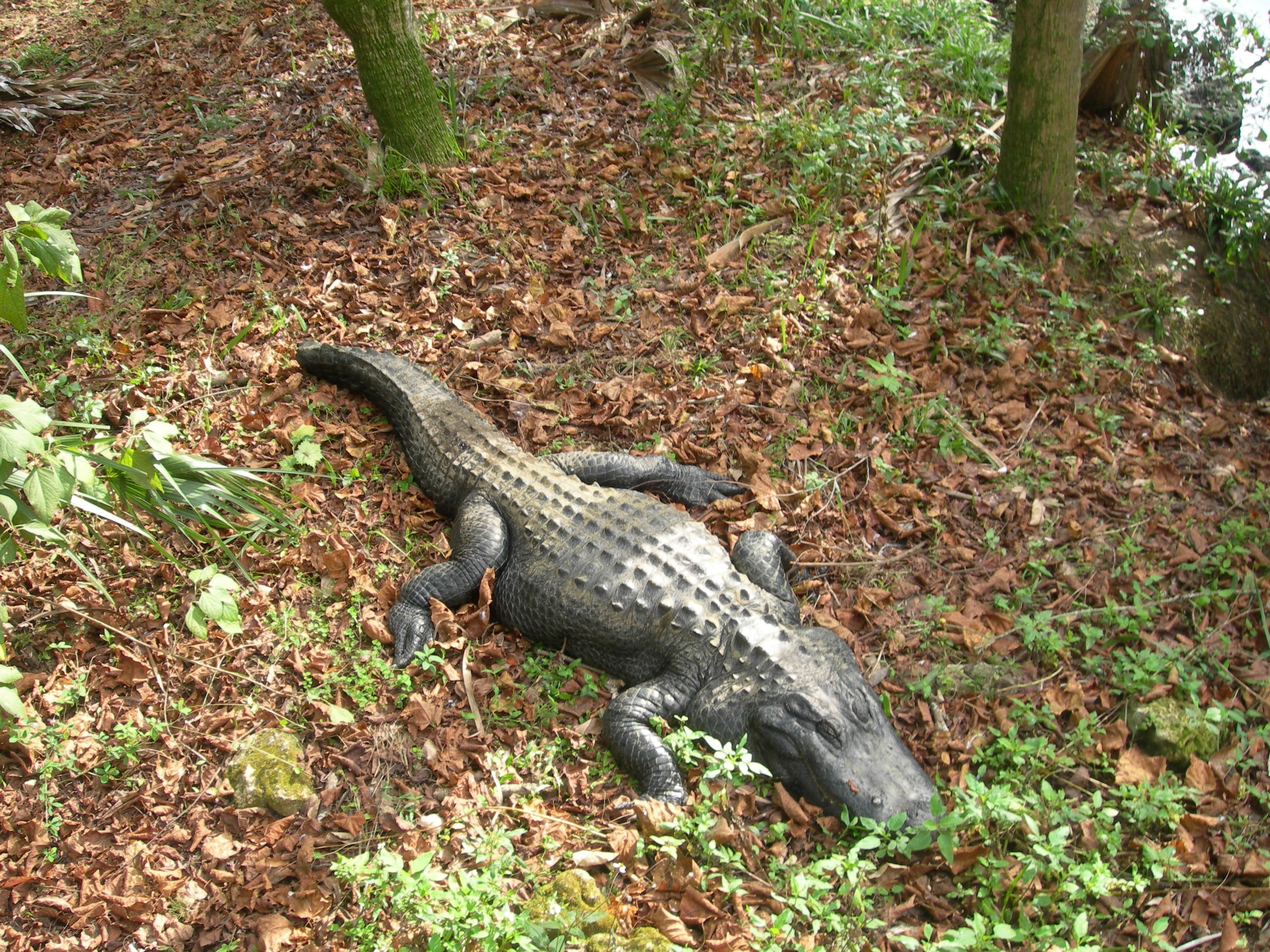 black crocodile