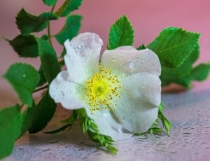 white green and yellow petaled flowerr thumbnail