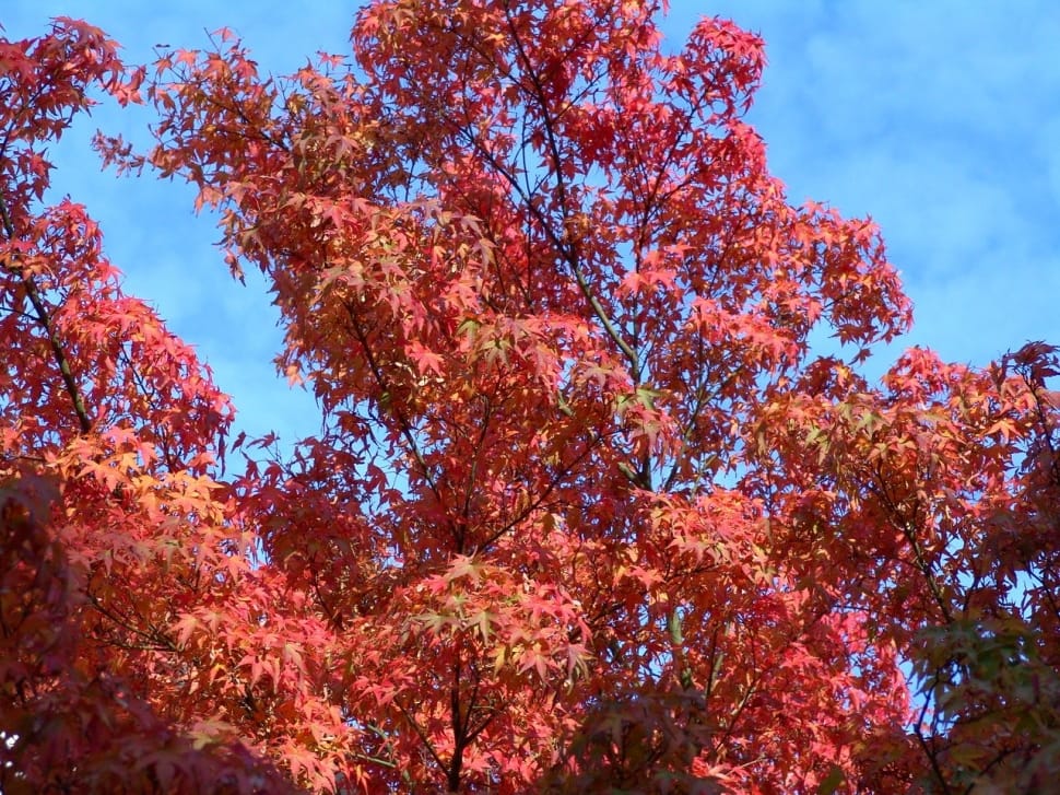 maple tree preview