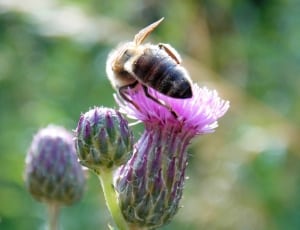 honey bee and pink petal flower thumbnail