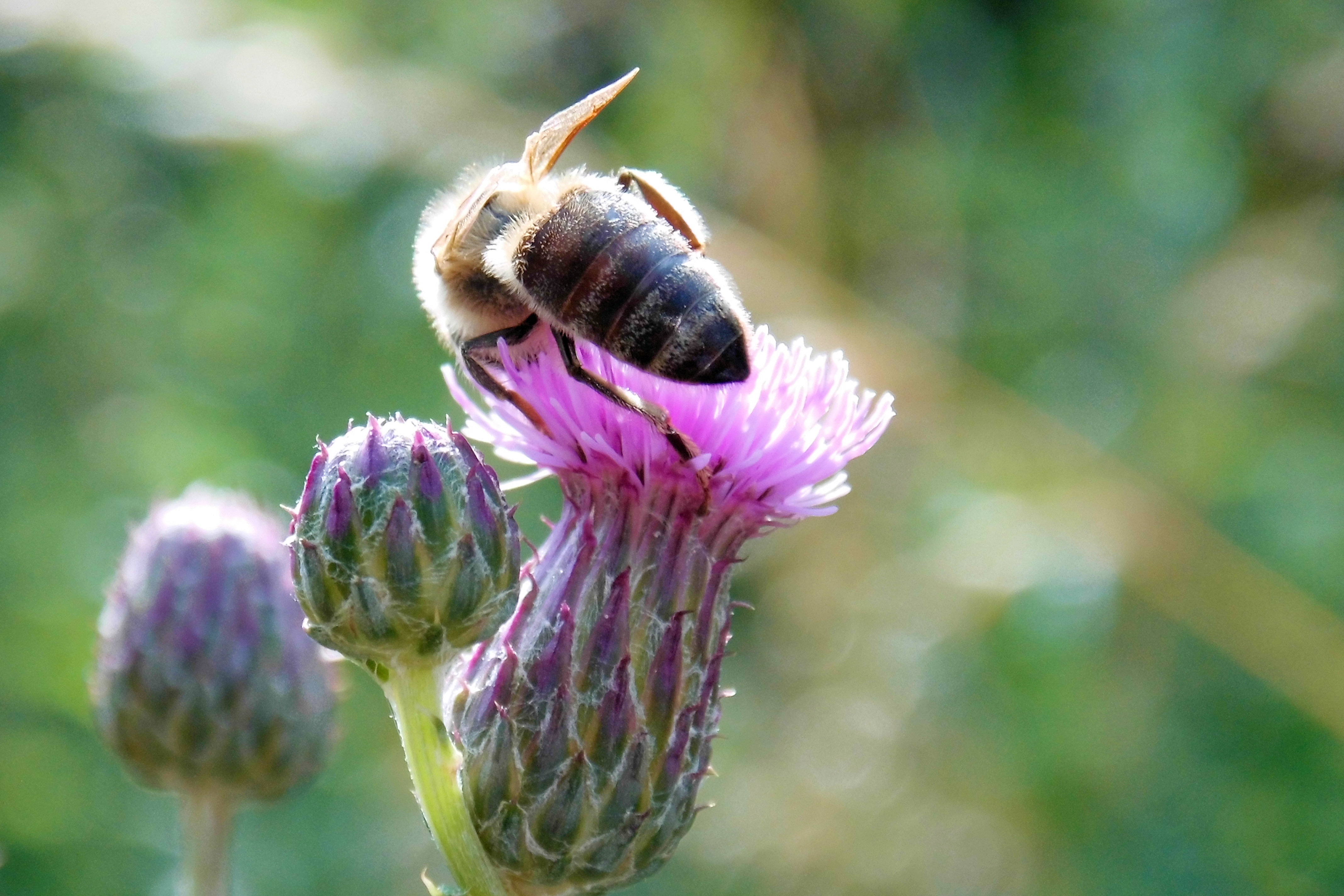 honey bee and pink petal flower