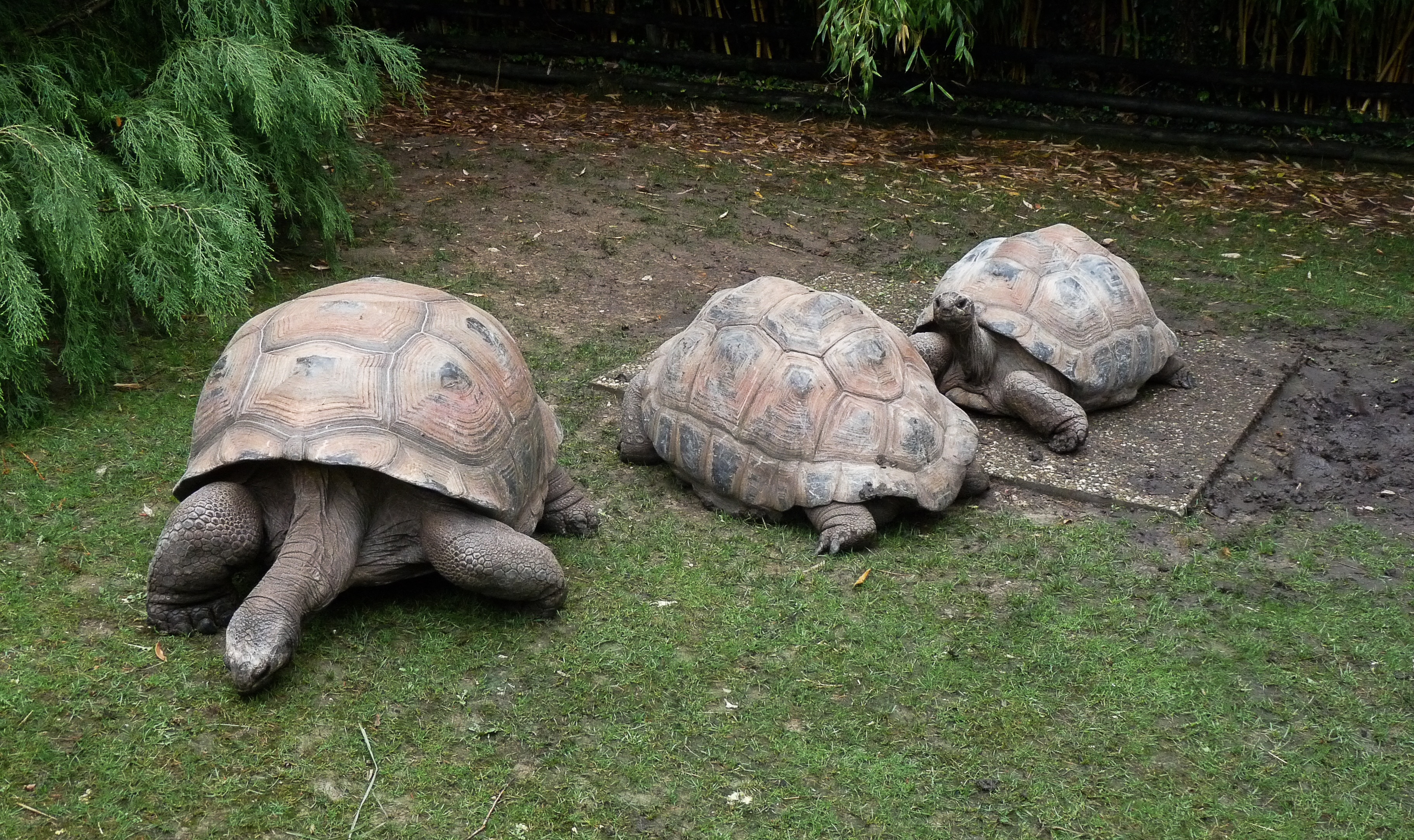 3 brown tortoise