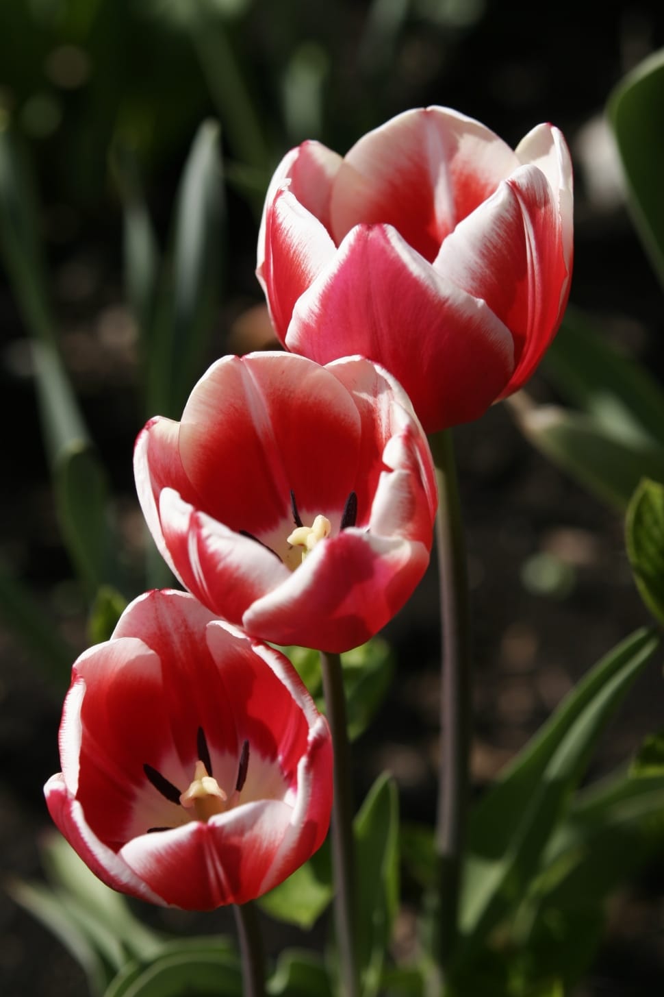 red tulip flowers preview