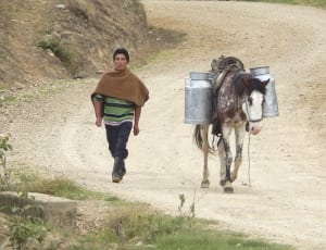 man in green and black stripe shirt and black denim pants walking beside the white and brown horse during daytime thumbnail