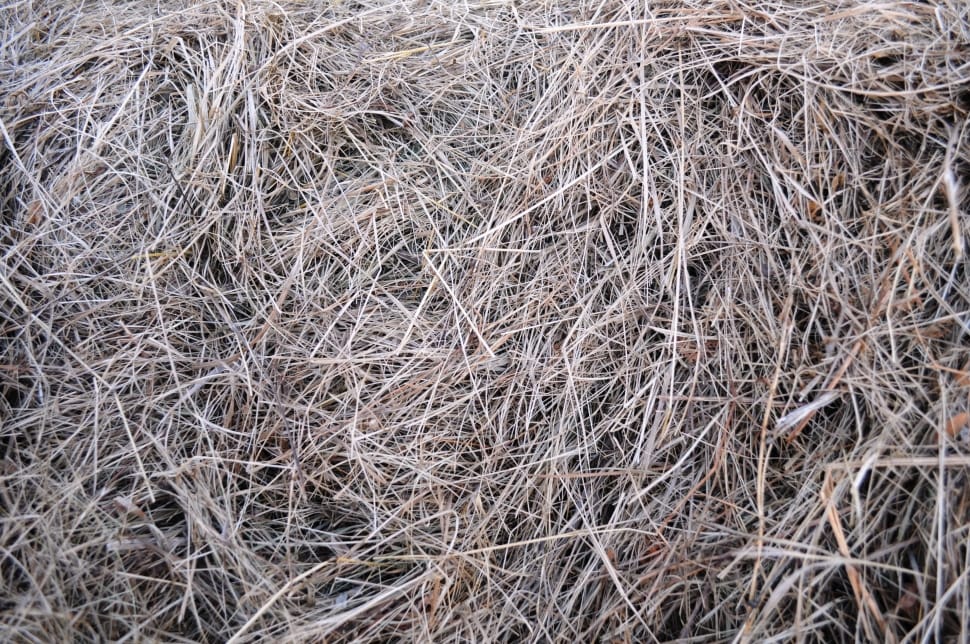 withered grass plant preview