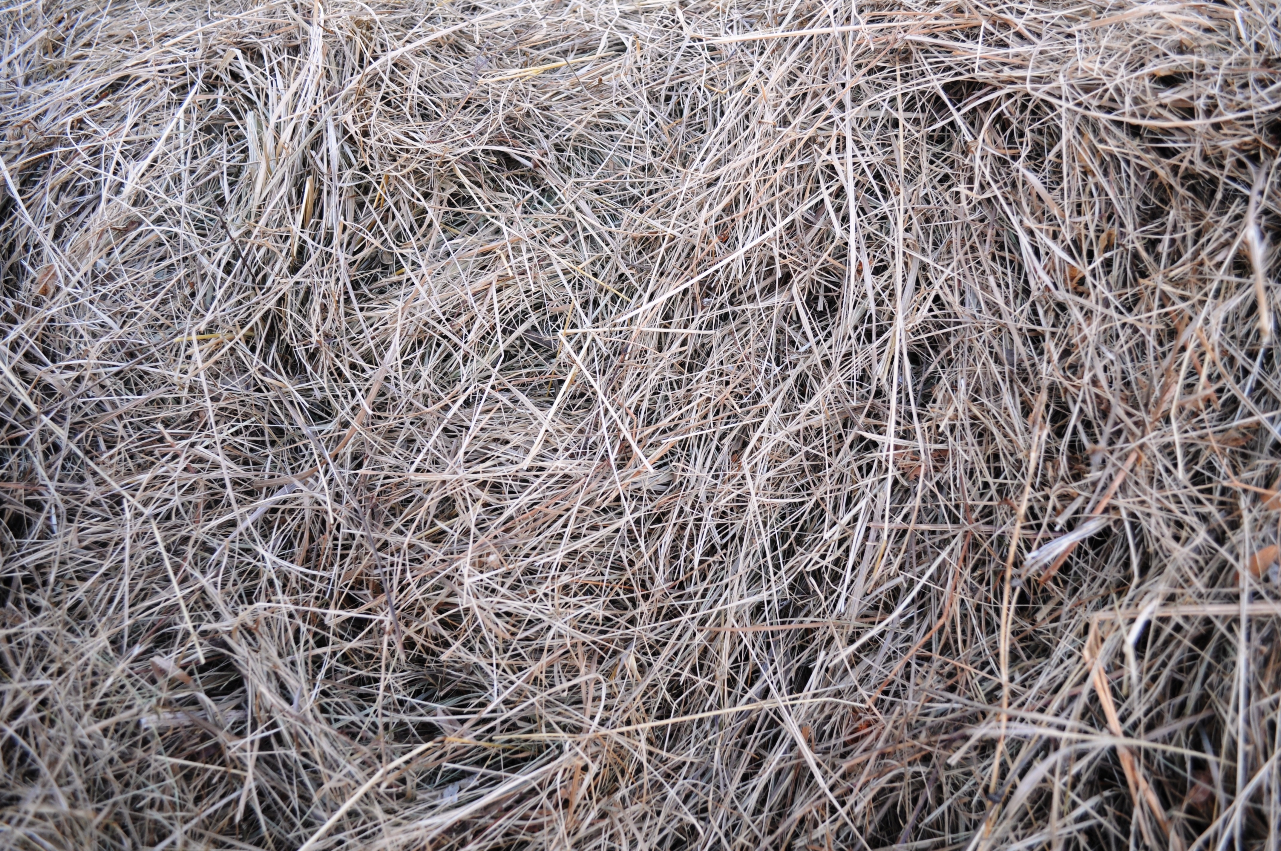withered grass plant