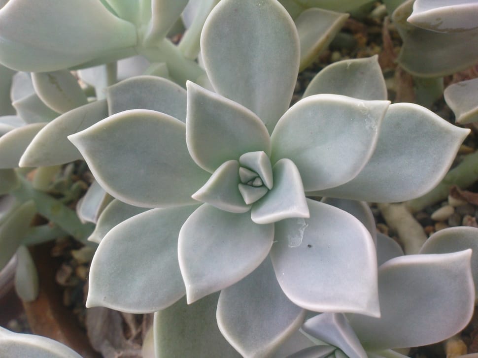 green succulent plant preview