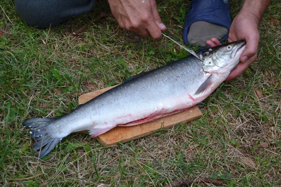 person holding a gray dead fish preview