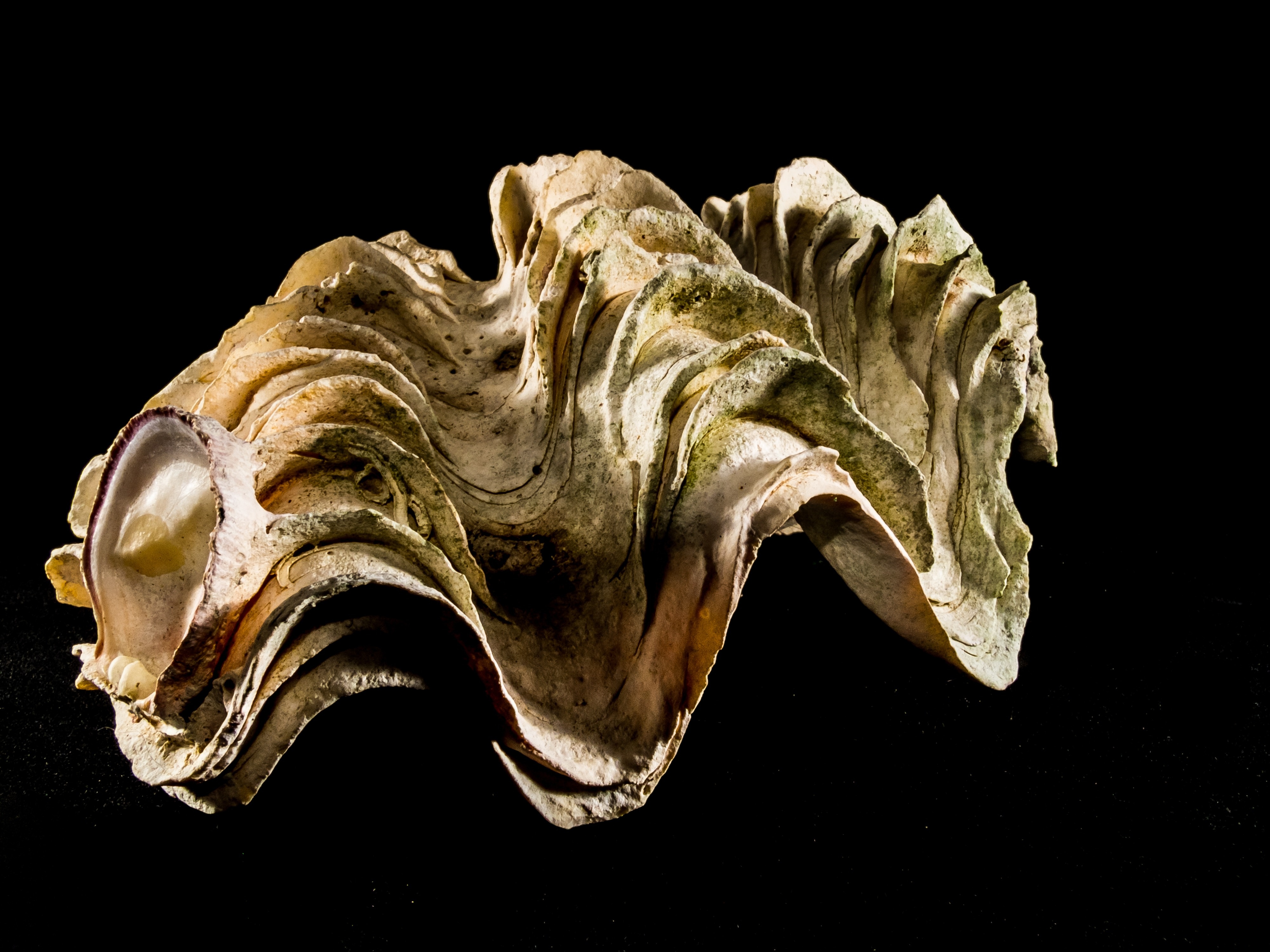 beige clam