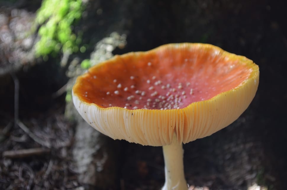 yellow and orange wild mushroom preview