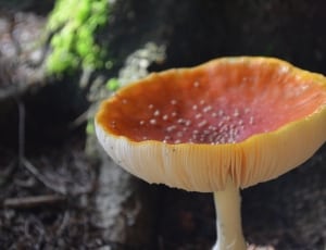 yellow and orange wild mushroom thumbnail