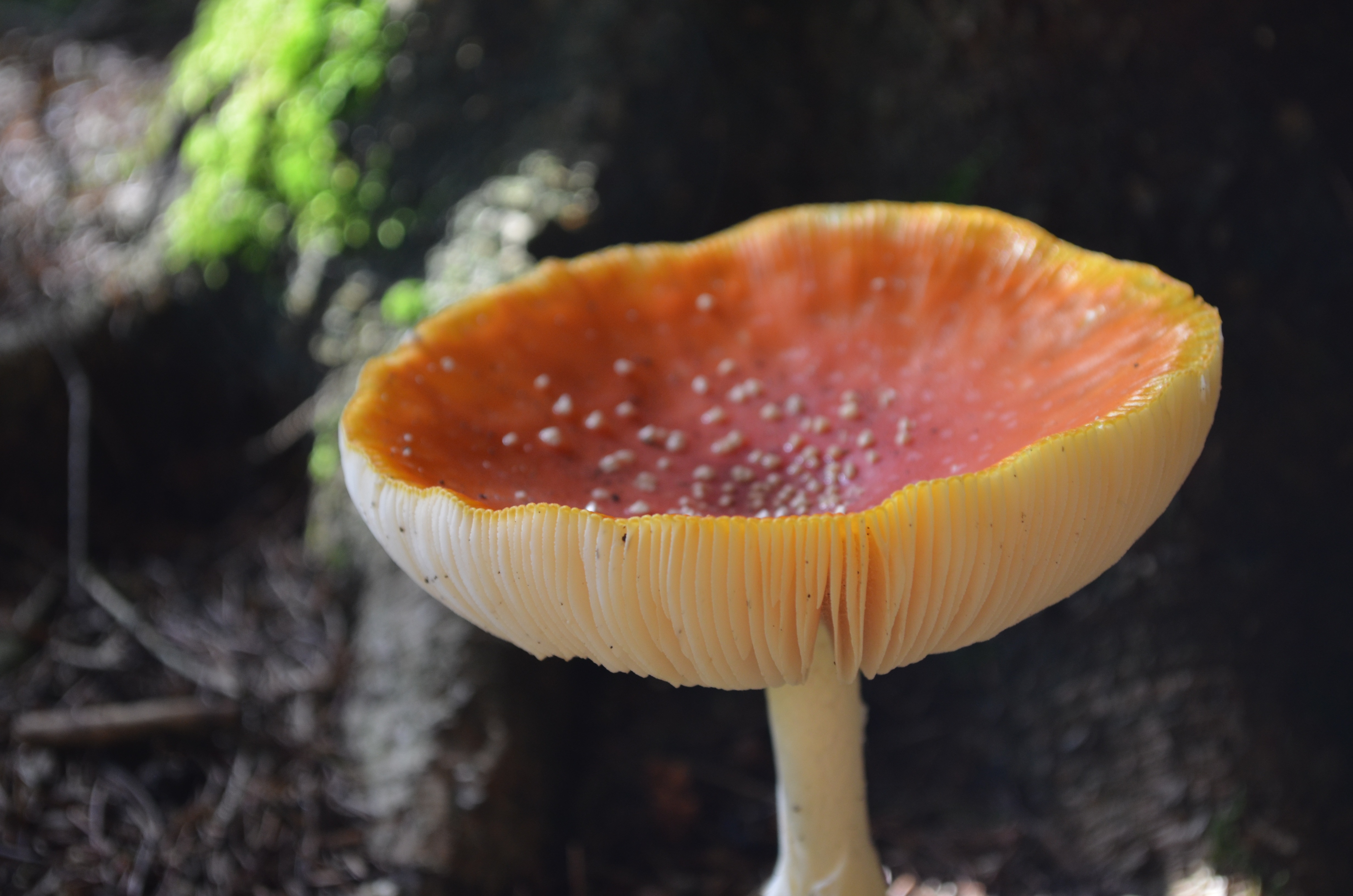 yellow and orange wild mushroom
