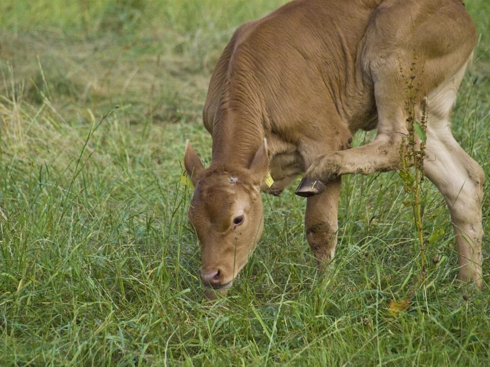 brown calf preview