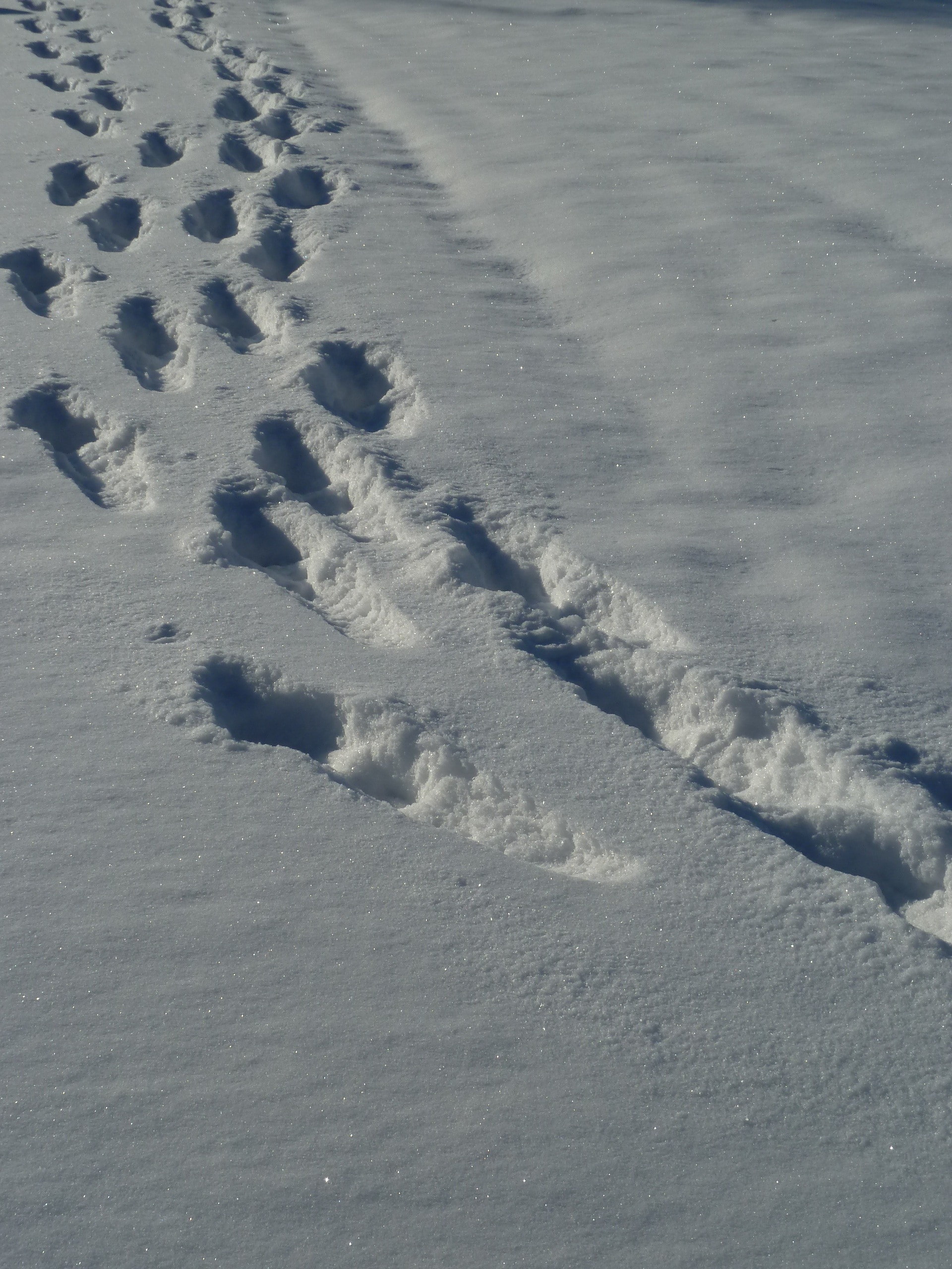snow foot print
