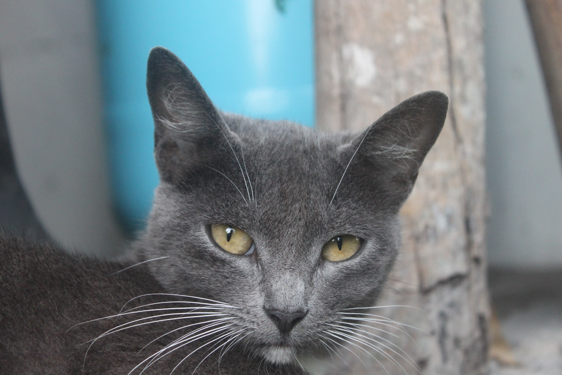 silver short fur cat