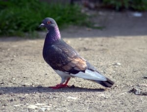 black brown and white pigeon thumbnail