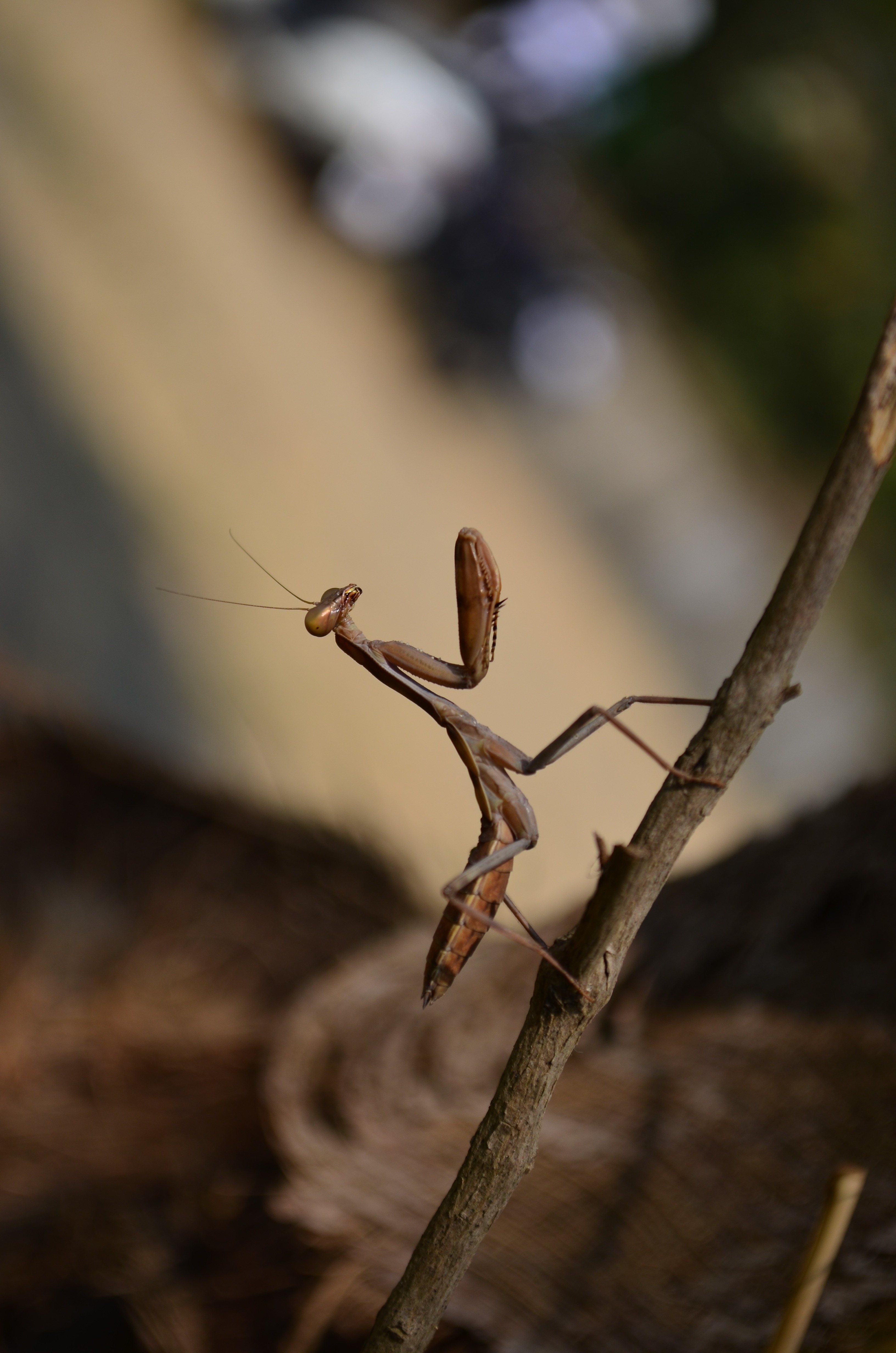 brown praying mantis