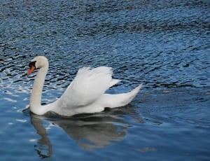 white and black swan thumbnail