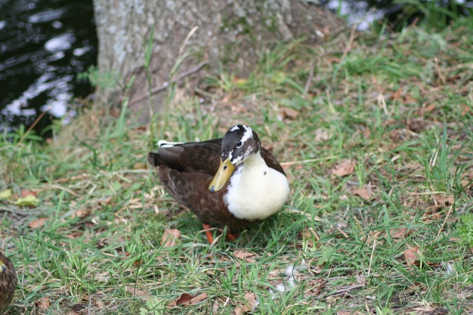white and brown duck preview