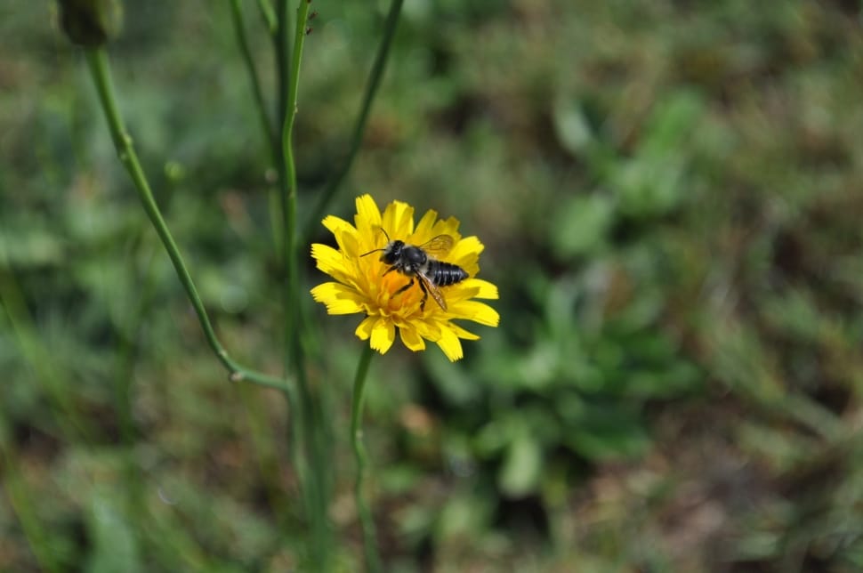 carpenter bee perched on yellow flower preview