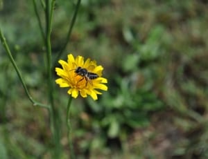carpenter bee perched on yellow flower thumbnail
