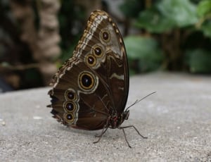 brown and yellow butterfly thumbnail