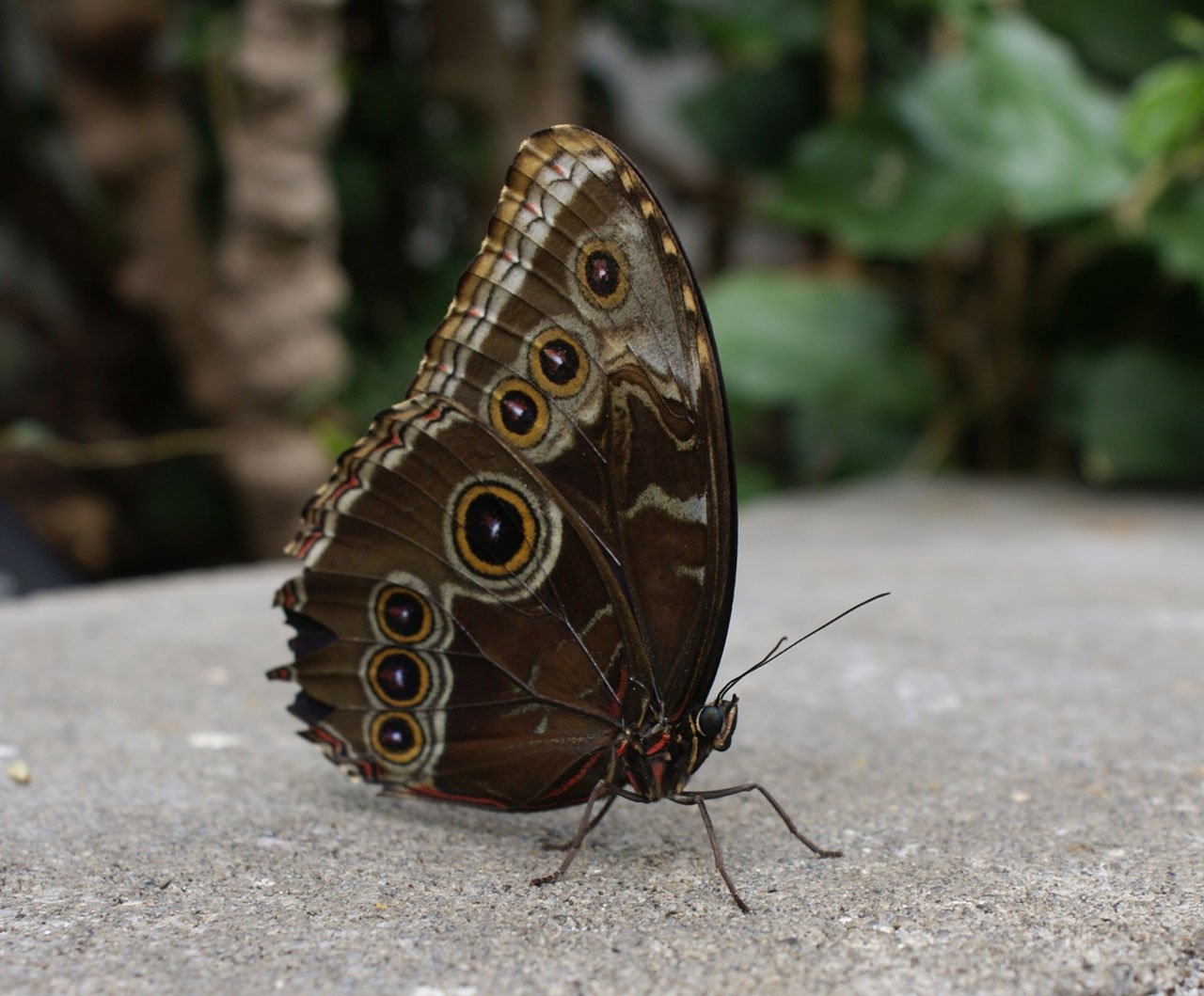 brown and yellow butterfly