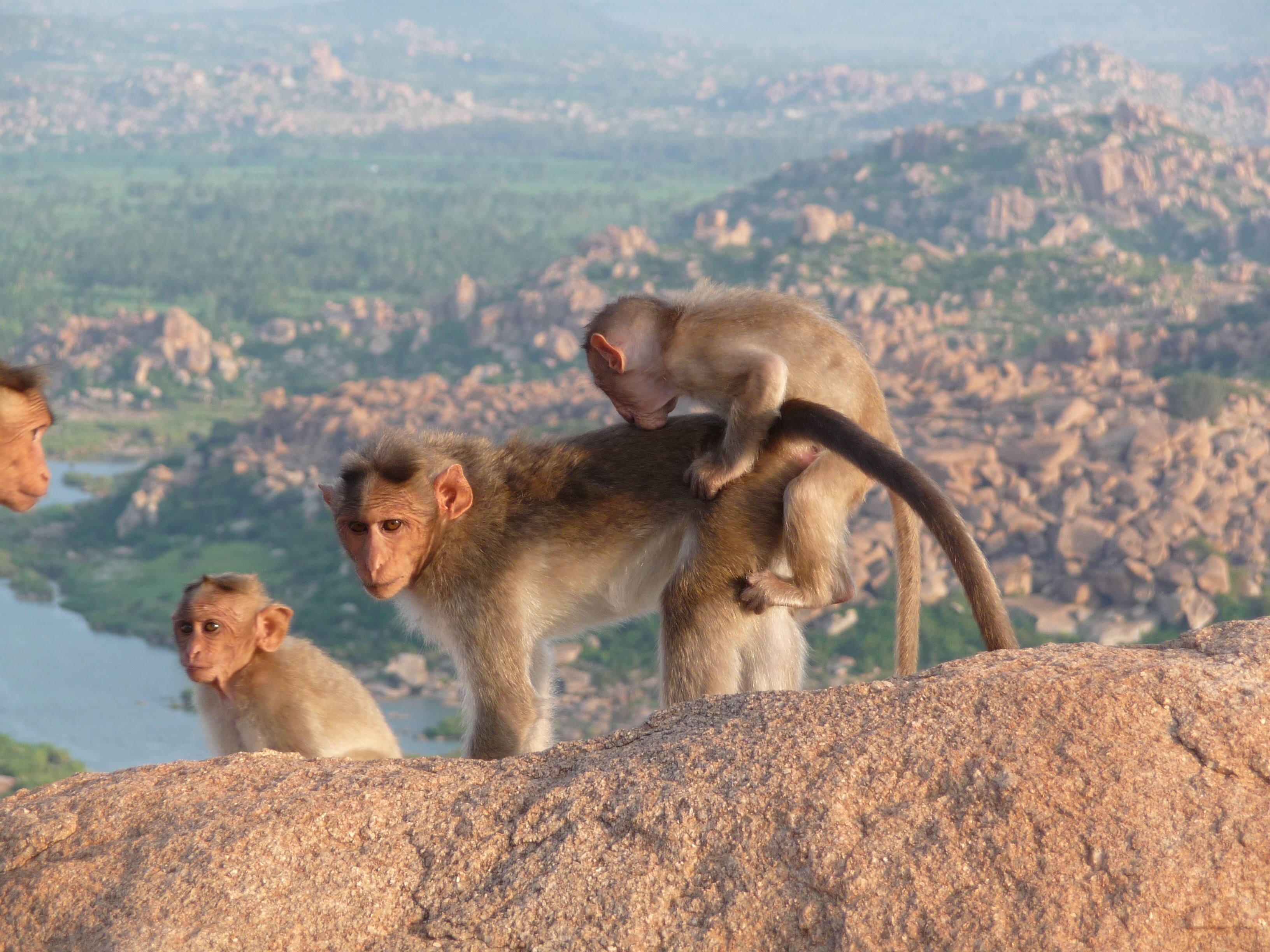 4 brown and grey baboon