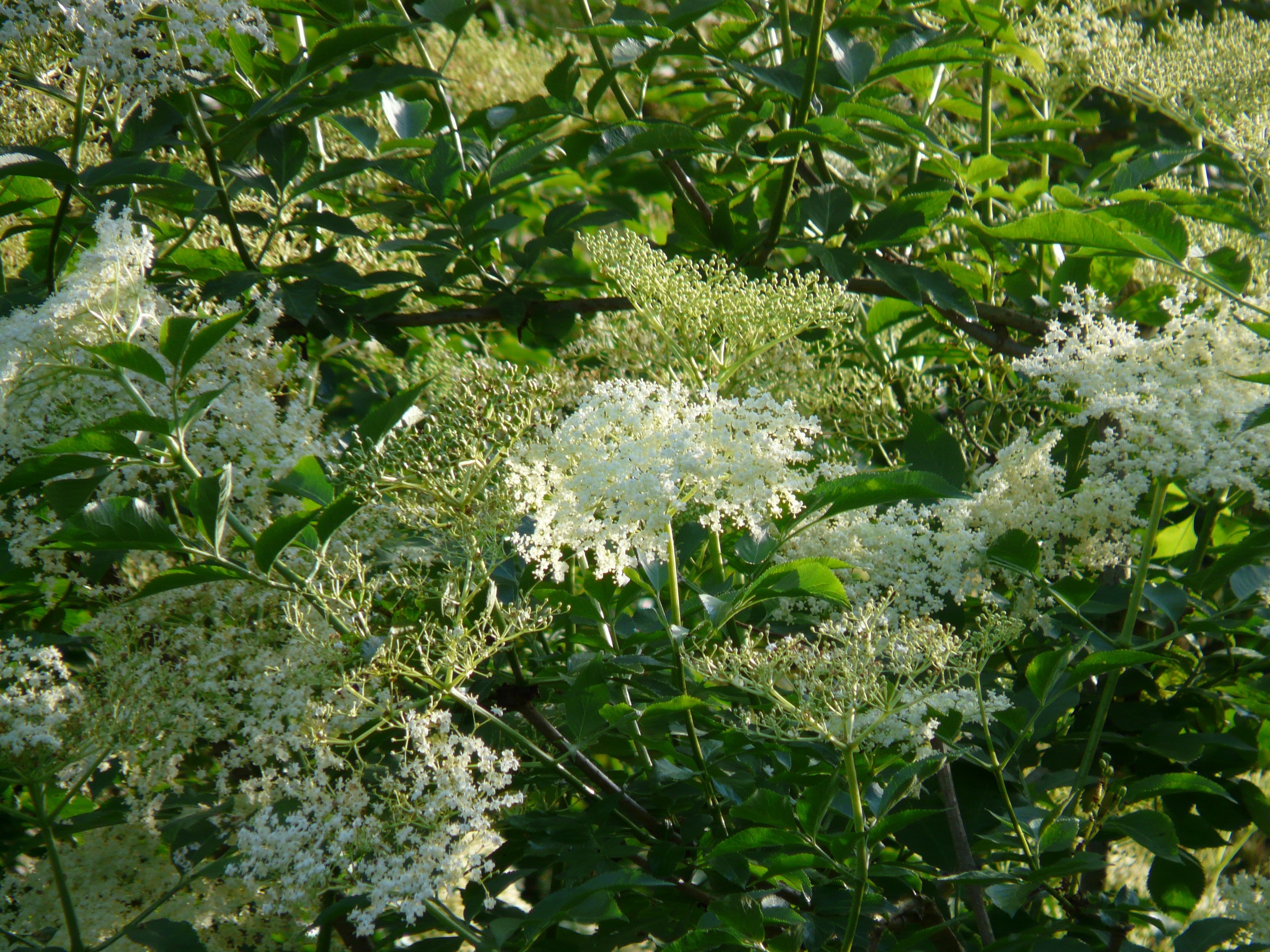 white floral plant