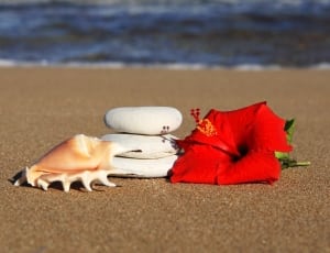 red hibiscus flower and seashell thumbnail