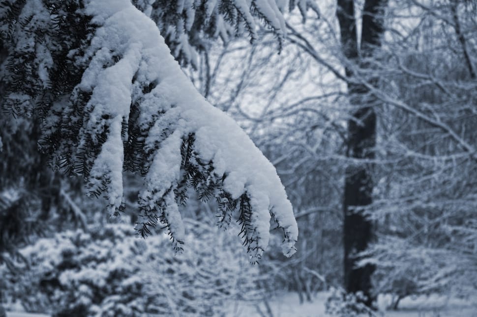 pine tree covered in snow preview