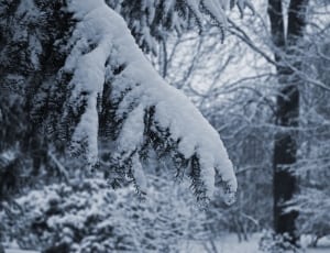 pine tree covered in snow thumbnail