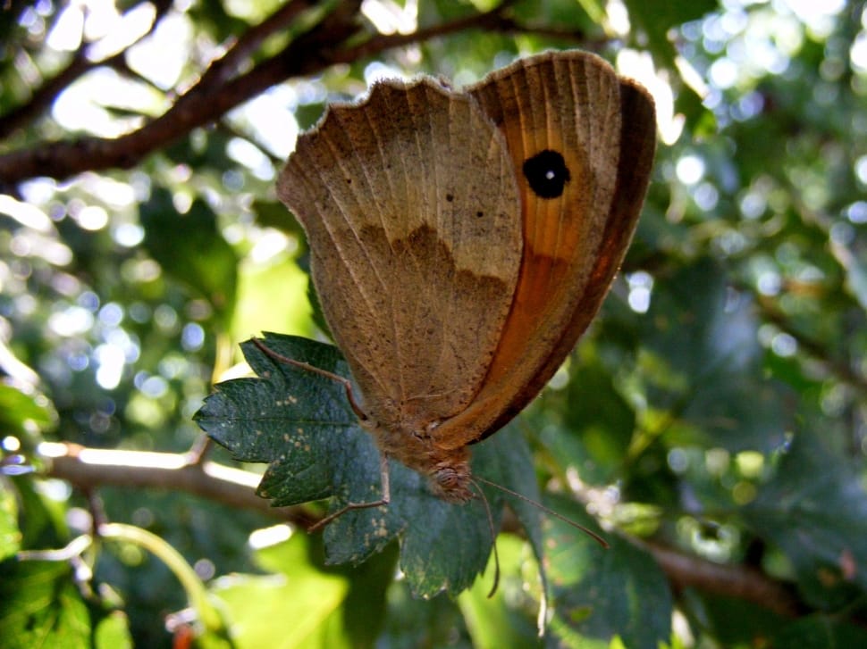 Meadow Brown Butterfly on green leaf in selective focus photography preview
