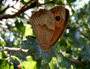 Meadow Brown Butterfly on green leaf in selective focus photography thumbnail