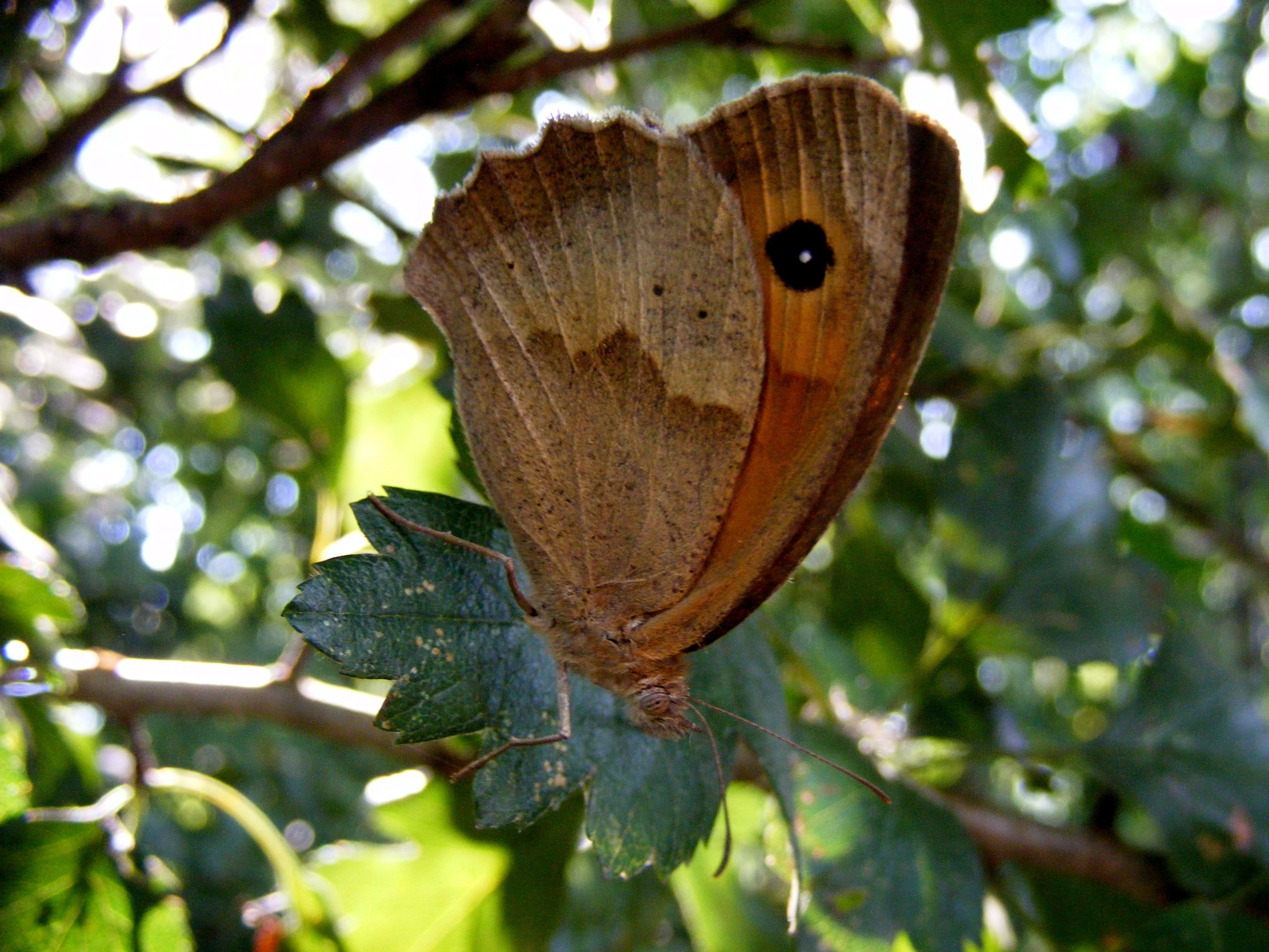 Meadow Brown Butterfly on green leaf in selective focus photography