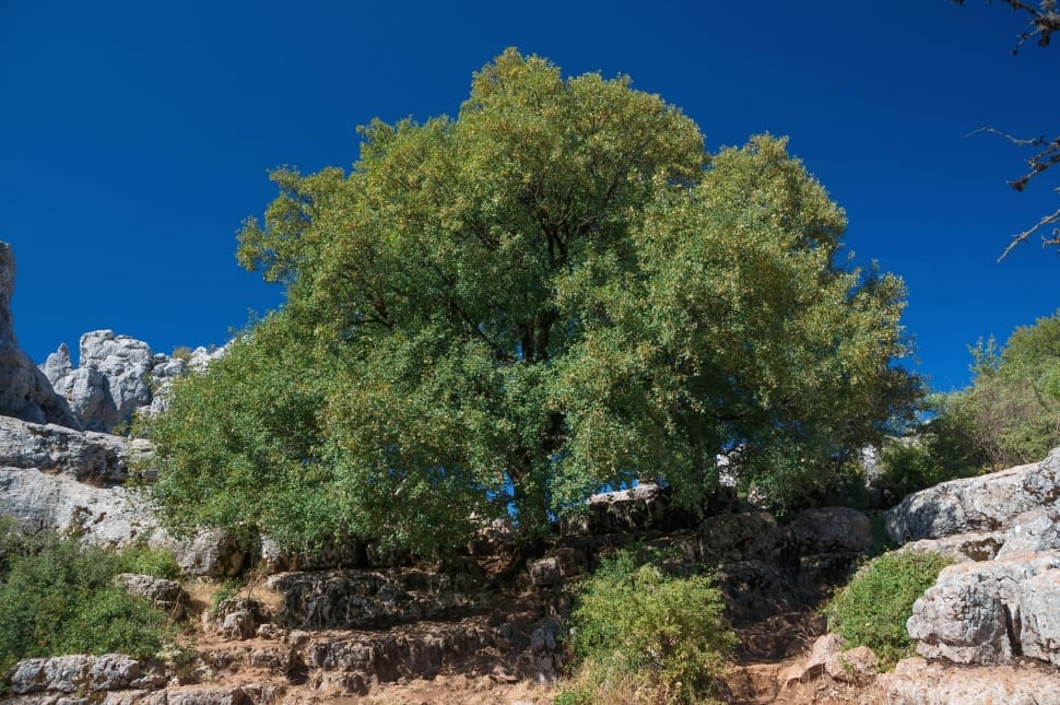 green leaf tree preview