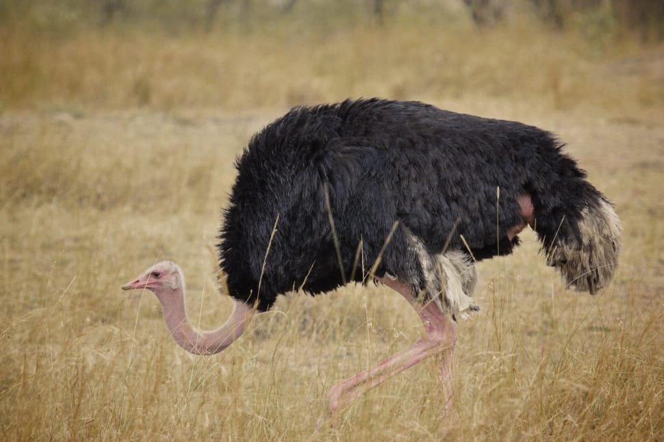 black ostrich preview