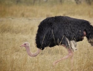 black ostrich thumbnail