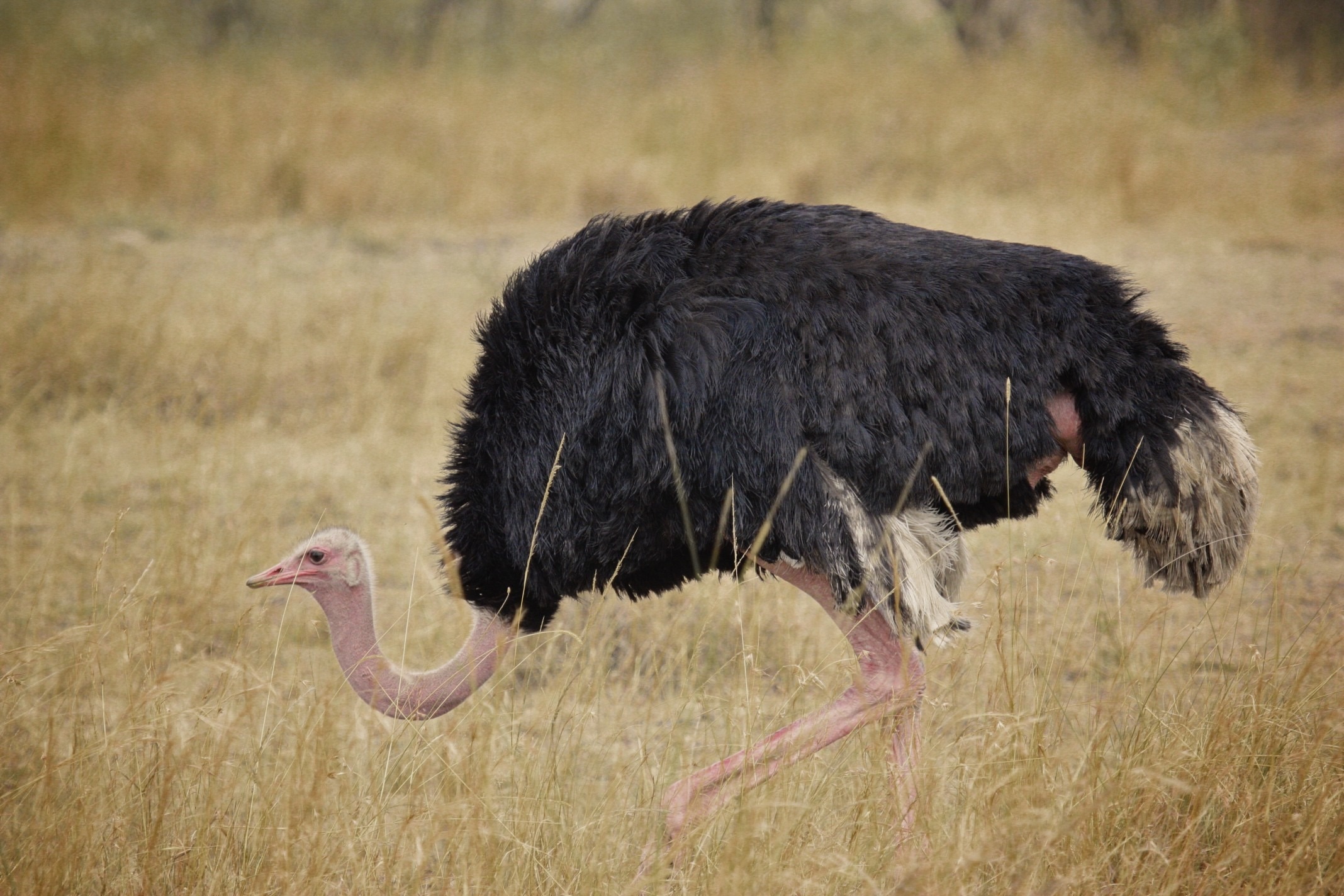 black ostrich