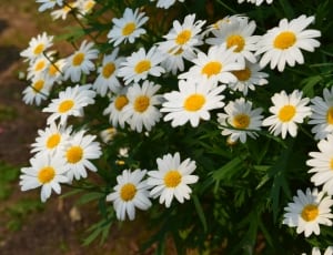 white daisies thumbnail