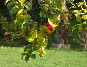 apple fruit on tree branch during daytime thumbnail